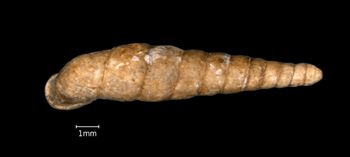 Media type: image;   Malacology 318086 Aspect: dorsal